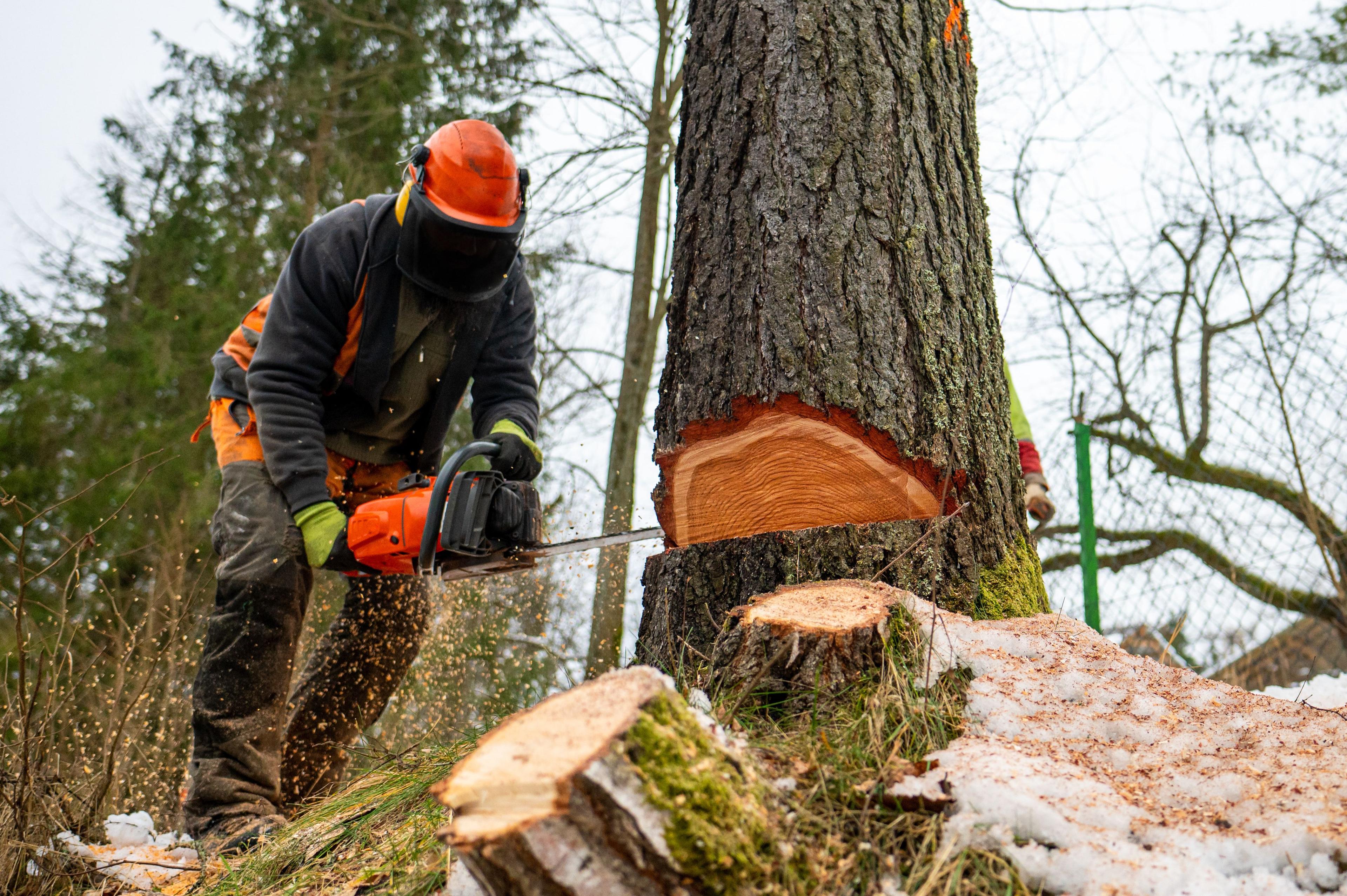 Professional cutting down tree