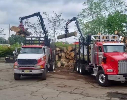 Trucks loading logs after a tree removal service in NJ